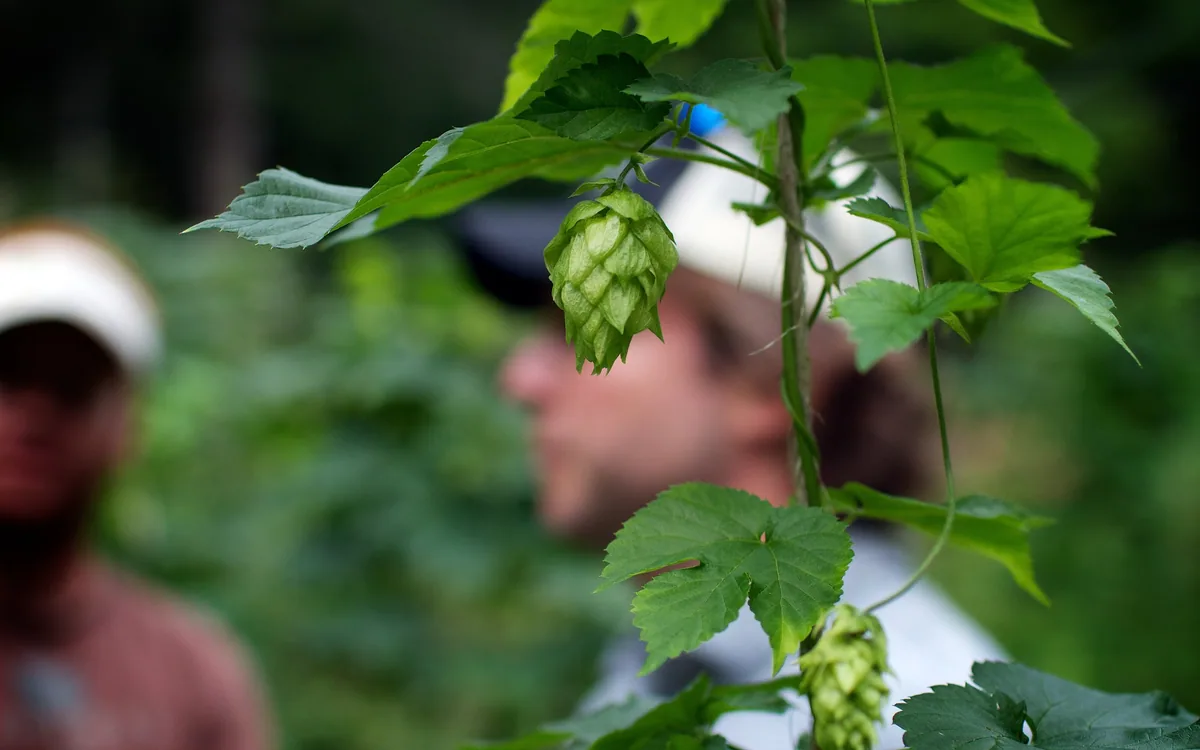 Peak Organic Brewing Co. — restaurant photograph